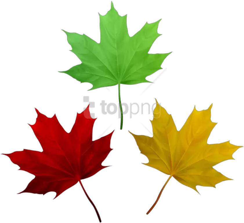 Free Png Download Fall Leaves Set Clipart Photo Clip Autumn Decor Clip Art Leaves Clipart Png