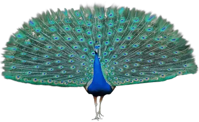 Peacock Png Images Free Download Transparent Background Peacock Png Peacock Feather Png