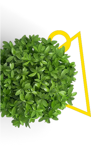 Index Of Images Transparent Plant Top View Png Payday 2 Icon 16x16