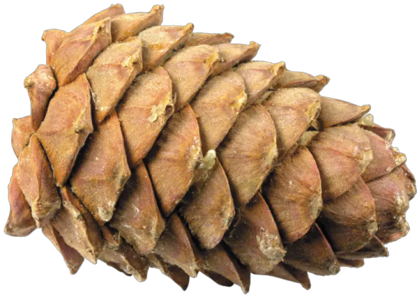 Pine Cone Lying Down Transparent Png Png Pine Cone Png