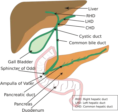 General Surgery Stephen Judge Flashcards Quizlet Hepatobiliary System Png Ek Success Medium Mickey Punch Mickey Icon