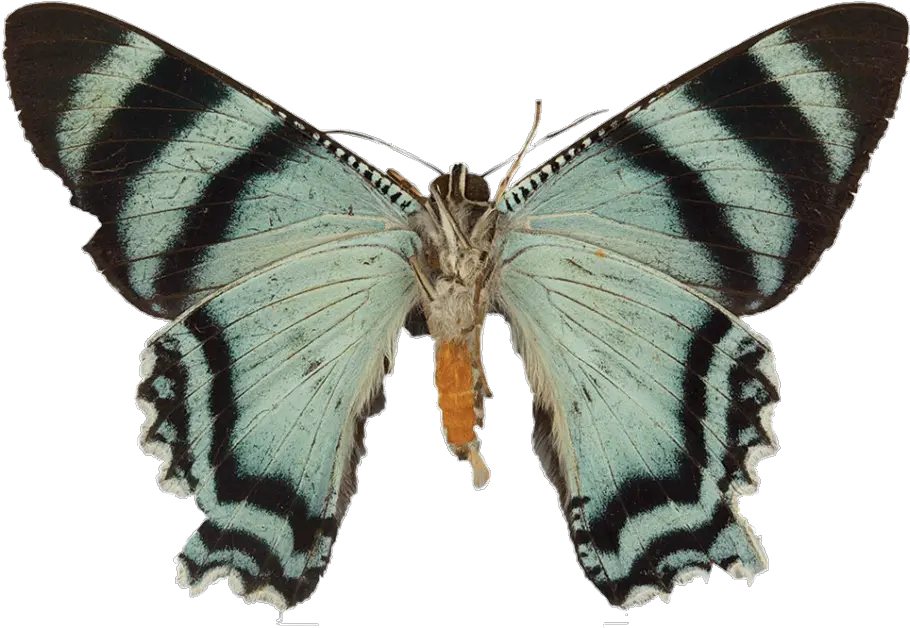 Its Scientific Name Is Alcidia Boops But Itu0027s Also Known As Butterflies Png Moth Transparent Background