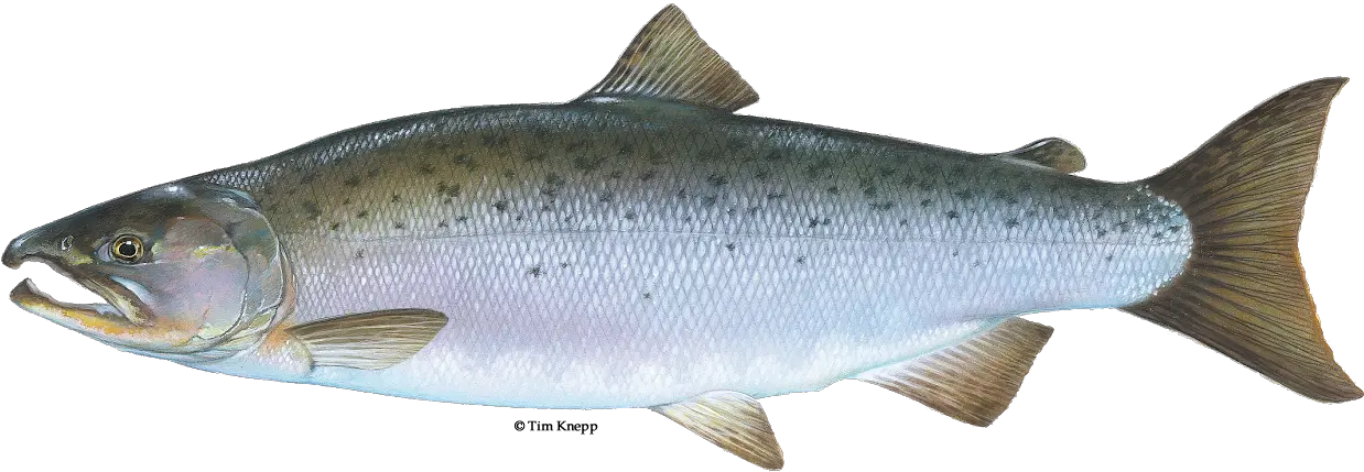 Salmon Fish Name In Marathi Transparent Cartoon Jingfm Coho Salmon Png Salmon Transparent Background