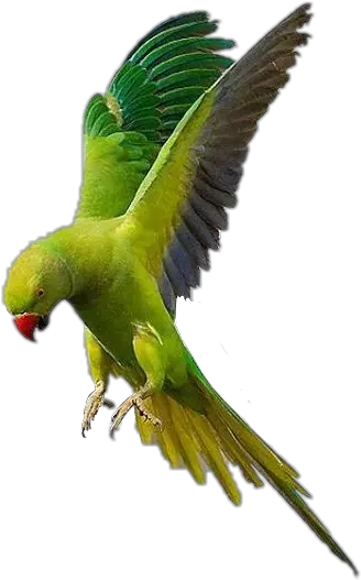 Parrot Flying Bird Fly Sky Accessories Feather Birdsfre Boreal Rose Ringed Parakeet Png Parrot Png