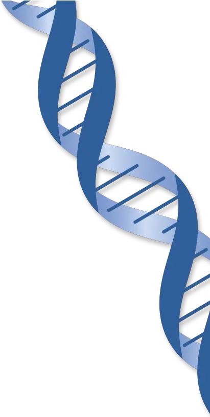 Dna Png Transparent Strand Of Dna Transparent Transparent Background Gene Clipart Dna Png