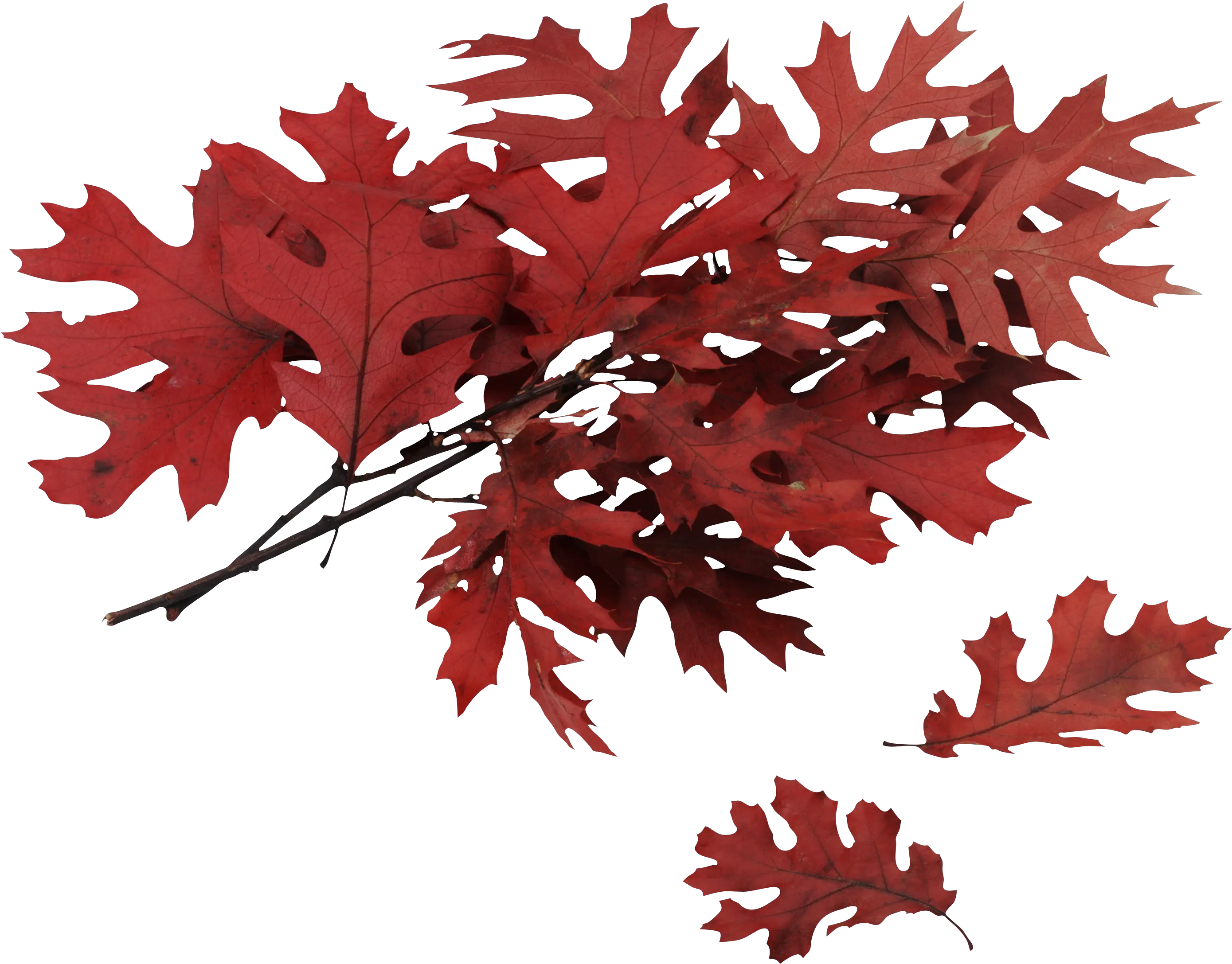 Autumn Png Leaf Red Oak Tree Leaves Autumn Leaves Png