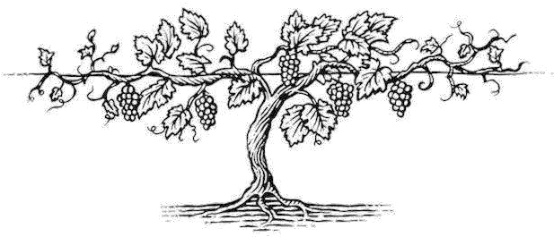 Download Free Png Grape Vine 92 Images In Collection Grape Vine Tree Drawing Vine Png