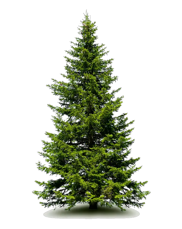 Anime Christmas Tree Png