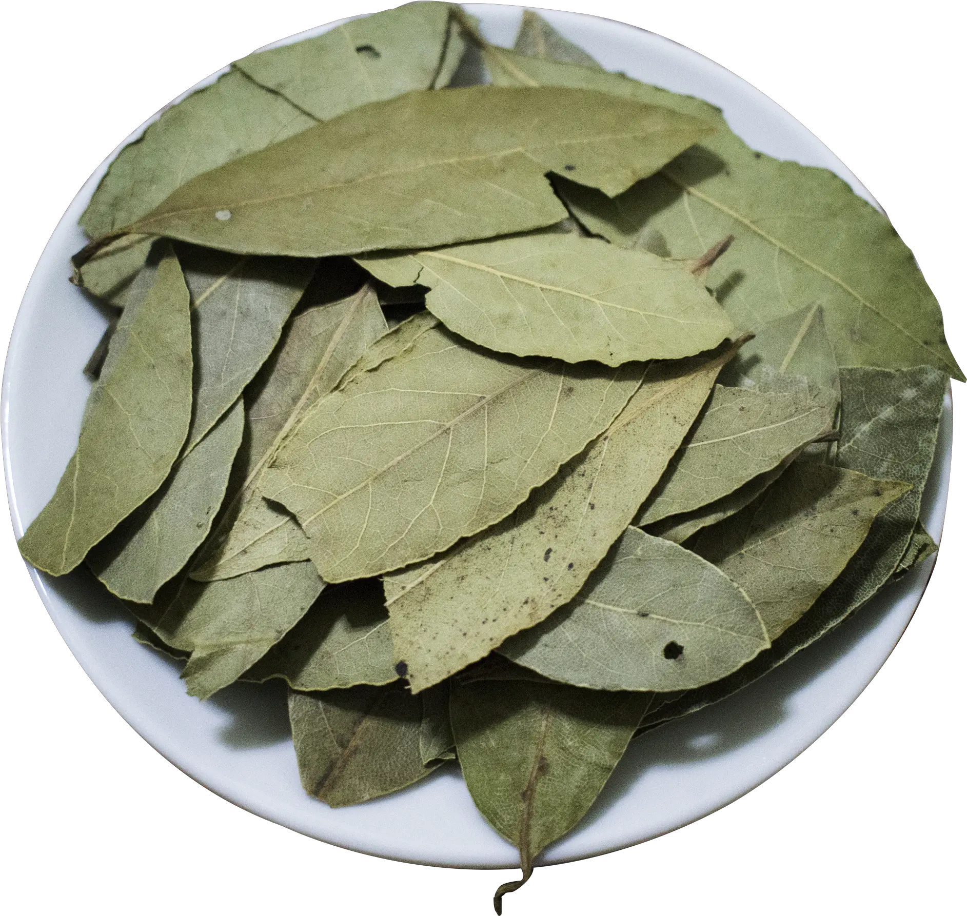 China Laurel Leaf Manufacturers And Bay Laurel Png Laurel Leaves Png