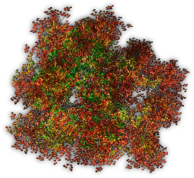 Index Of Tree Plan Transparent Png Tree From Above Png