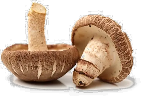 Edible Mushroom Png Free Download Arts Edible Mushroom Png Mushroom Png