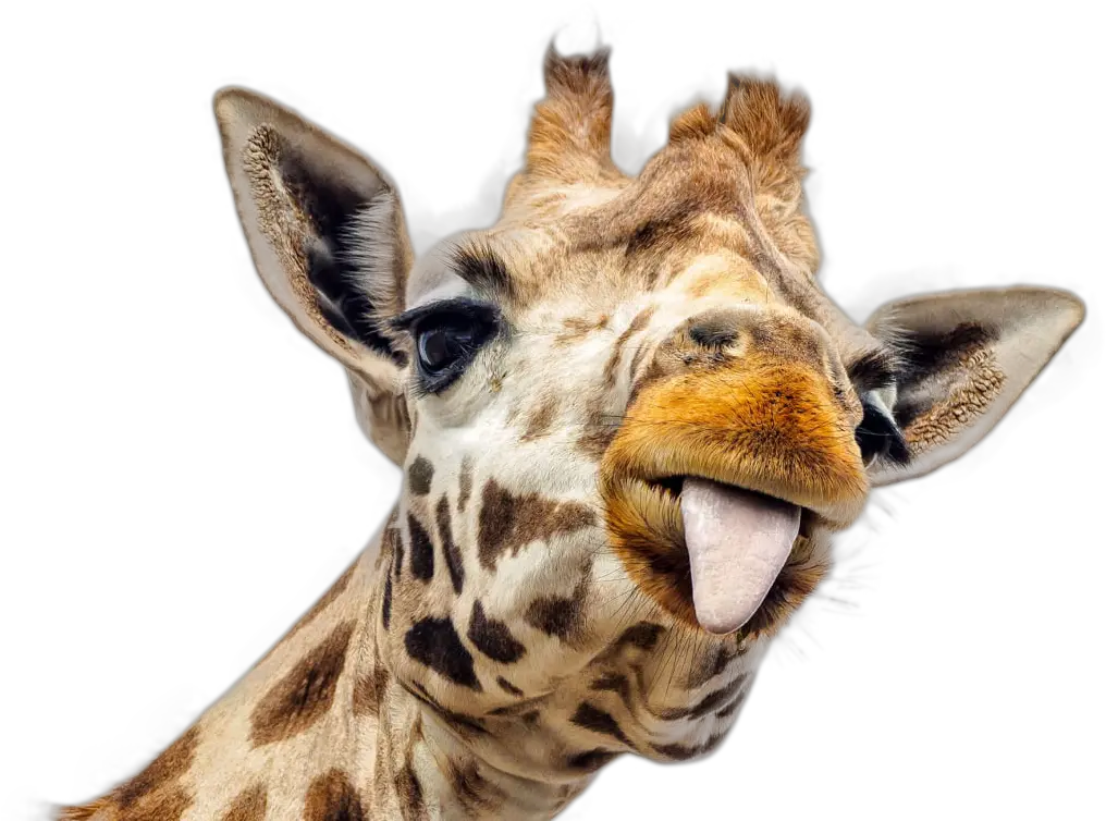 Giraffe Png Giraffe Png Image Giraffe Funny 1122391 Giraffe Sticking Tongue Out Giraffe Png