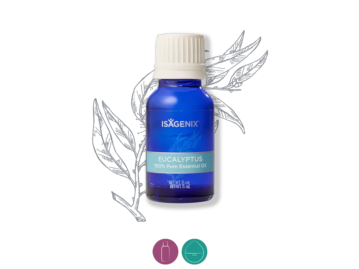 Eucalyptus Png Eucalyptus Essential Oil 2561023 Vippng Essential Oil Eucalyptus Png