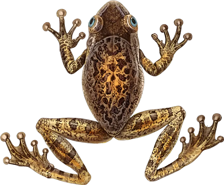 Download Toad Cuban Tree Frog Cuban Tree Frog Png Image Cuban Tree Frog Transparent Background Frog Transparent Background