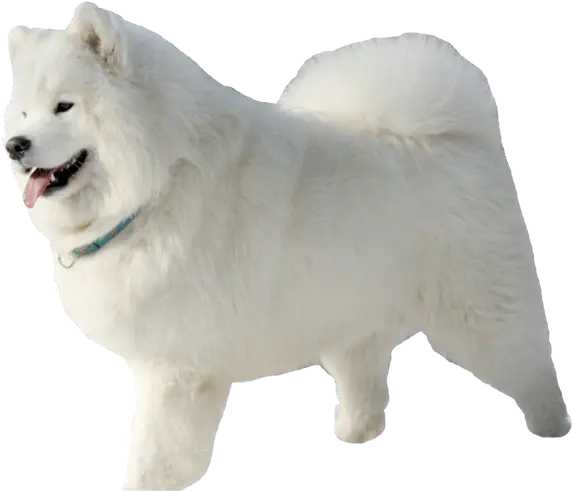 Samoyed Png Transparent Samoyed Png Dog With Transparent Background