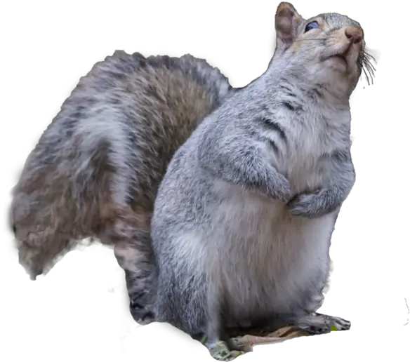 Download Squirrelpngtransparentimagestransparent Png Squirrel Squirrel Transparent