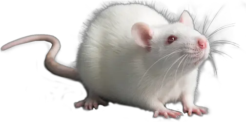 Rat Module Rat Png Rats Png