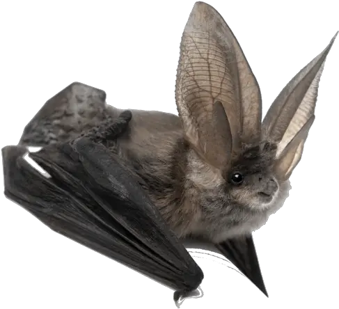 Bat Png Amazing Animals Bats Animals Transparent Background