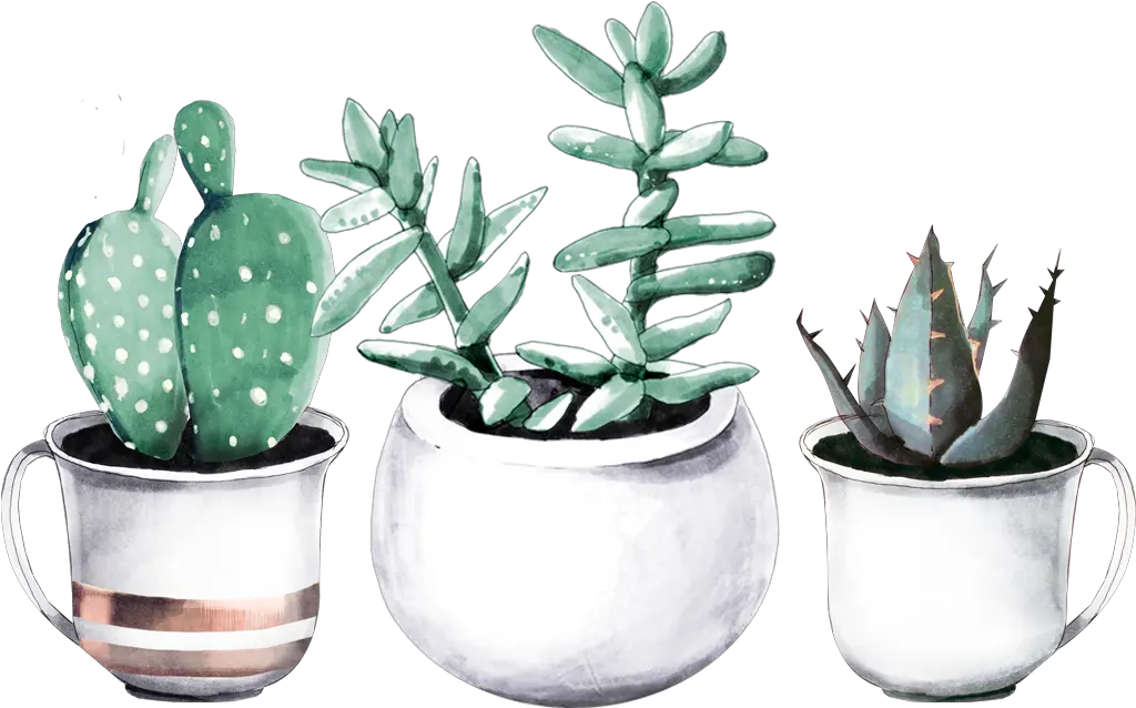 Drawing Succulent Transparent Png Transparent Watercolor Succulent Plants Succulent Transparent Background