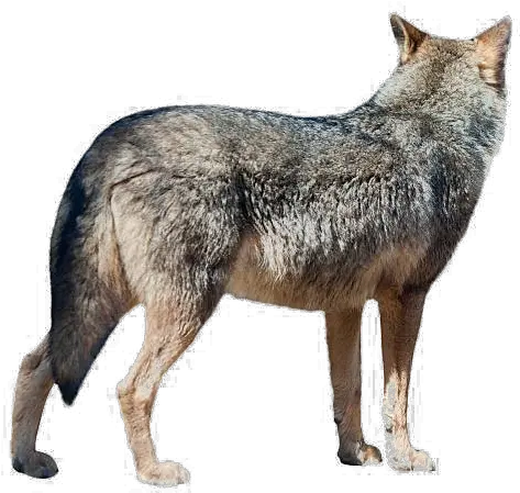 Wolf Png Transparent Image