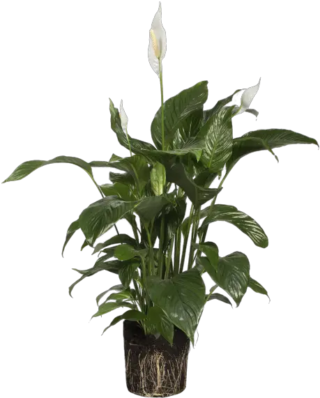 White Poinsettia Png Peace Lily Flowerpot 5377598 Flowerpot Poinsettia Transparent Background