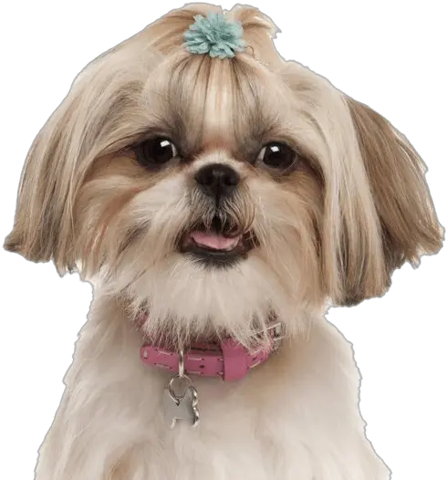 Shih Tzu Puppy Png Photos Shih Tzu Dog Png Puppy Png