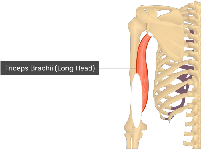 Triceps Brachii Muscle Long Head Bone Insertion For Triceps Brachii Png Head Transparent