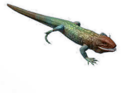 Caiman Lizard Official Green Hell Wiki Lacerta Png Lizard Transparent