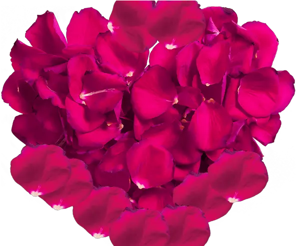 Rose Petal Png Images Vectors And Psd Rose Rose Petal Png