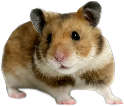 German Hamster Hamster Price In Coimbatore Png Hamster Png