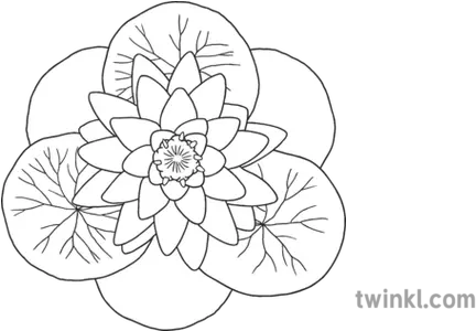 Lotus Flower 019092 Water Plant Buddhism Hinduism Symbol Ks1 Boy Walking Black And White Png Lotus Flower Icon