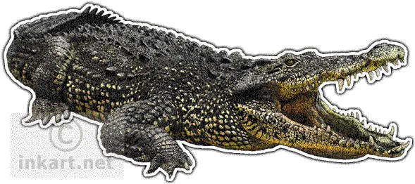 Cuban Crocodile Decal Color Is A Crocodile Png Crocodile Transparent