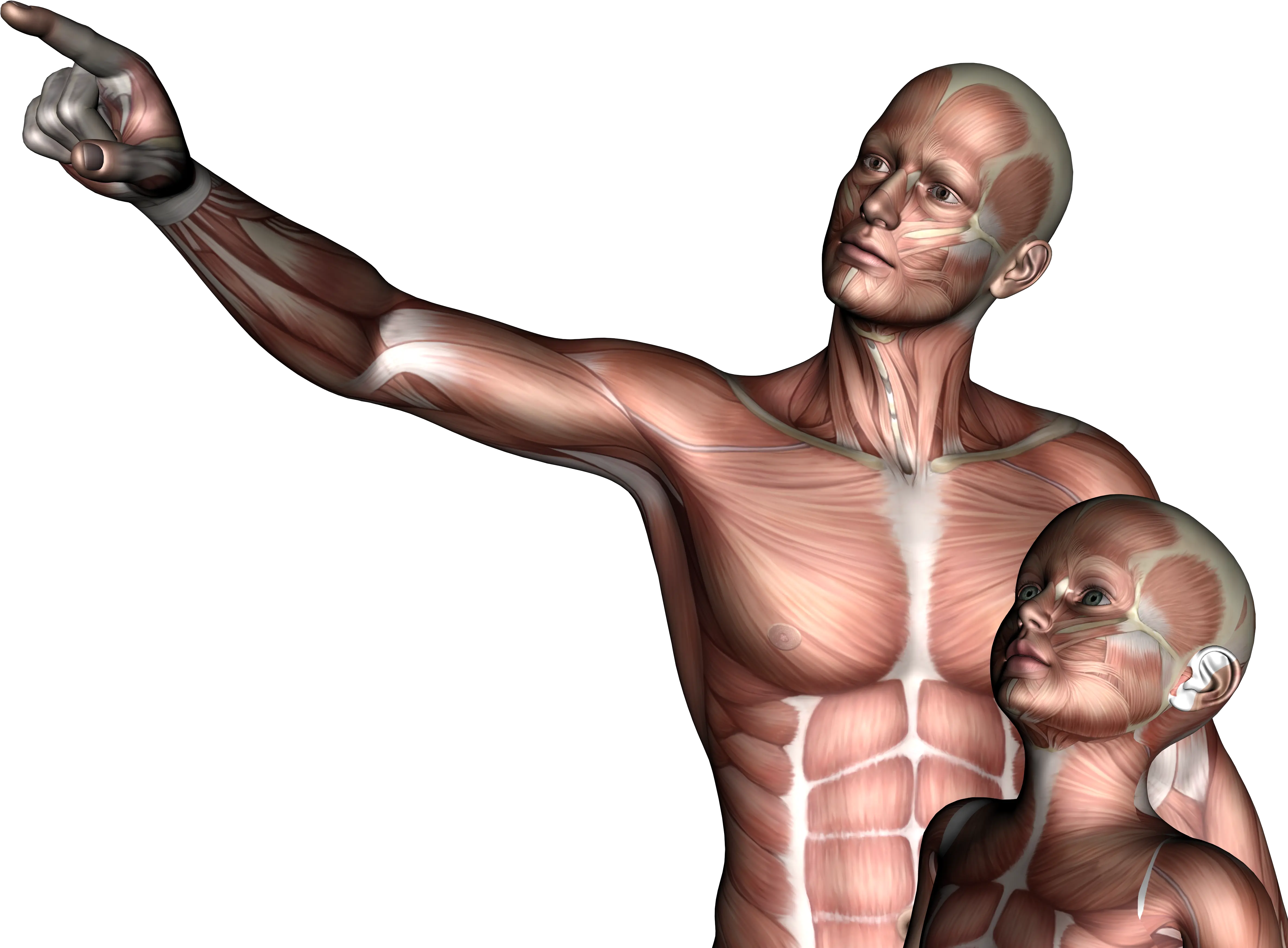 Free Photo Father U0026 Son 3d Anatomy Boy Free Download Father And Son 3d Png Father And Son Png