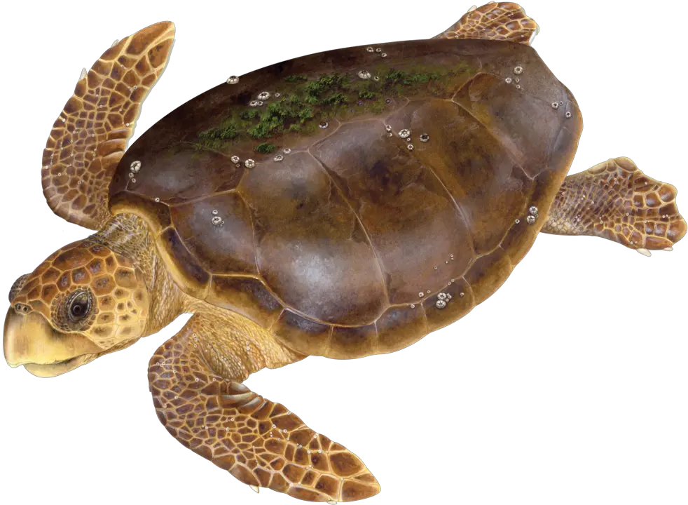 Meet The Turtles U2014 State Of Worldu0027s Sea Swot Loggerhead Turtle Png Turtle Png