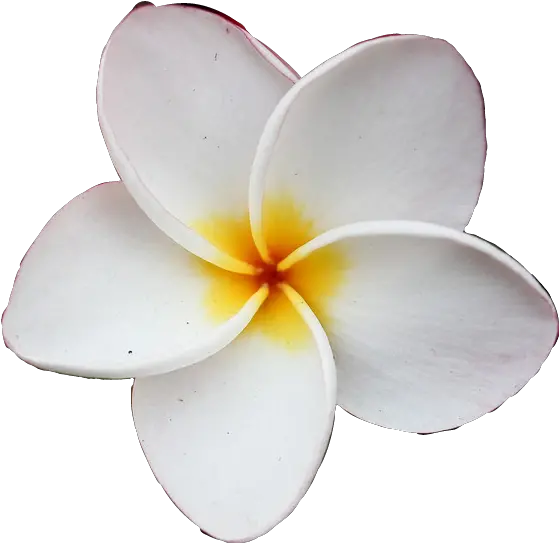 Flower Flowers Petals Plumeria White Frangipani Png Plumeria Flower Png