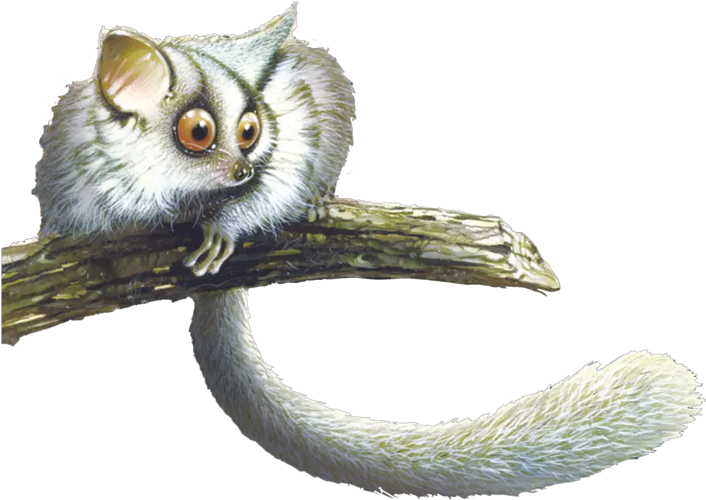 Bush Babies Bush Baby Png Bush Transparent