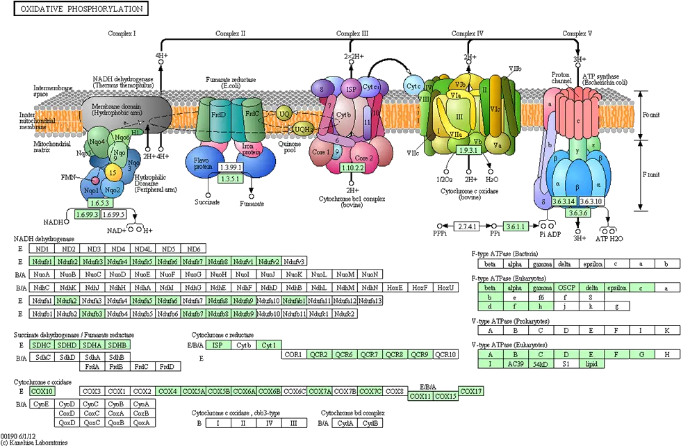 Mitofun A Curated Resource Of Complete Fungal Mitochondrial Oxidative Phosphorylation Enzymes Png Mitochondria Png