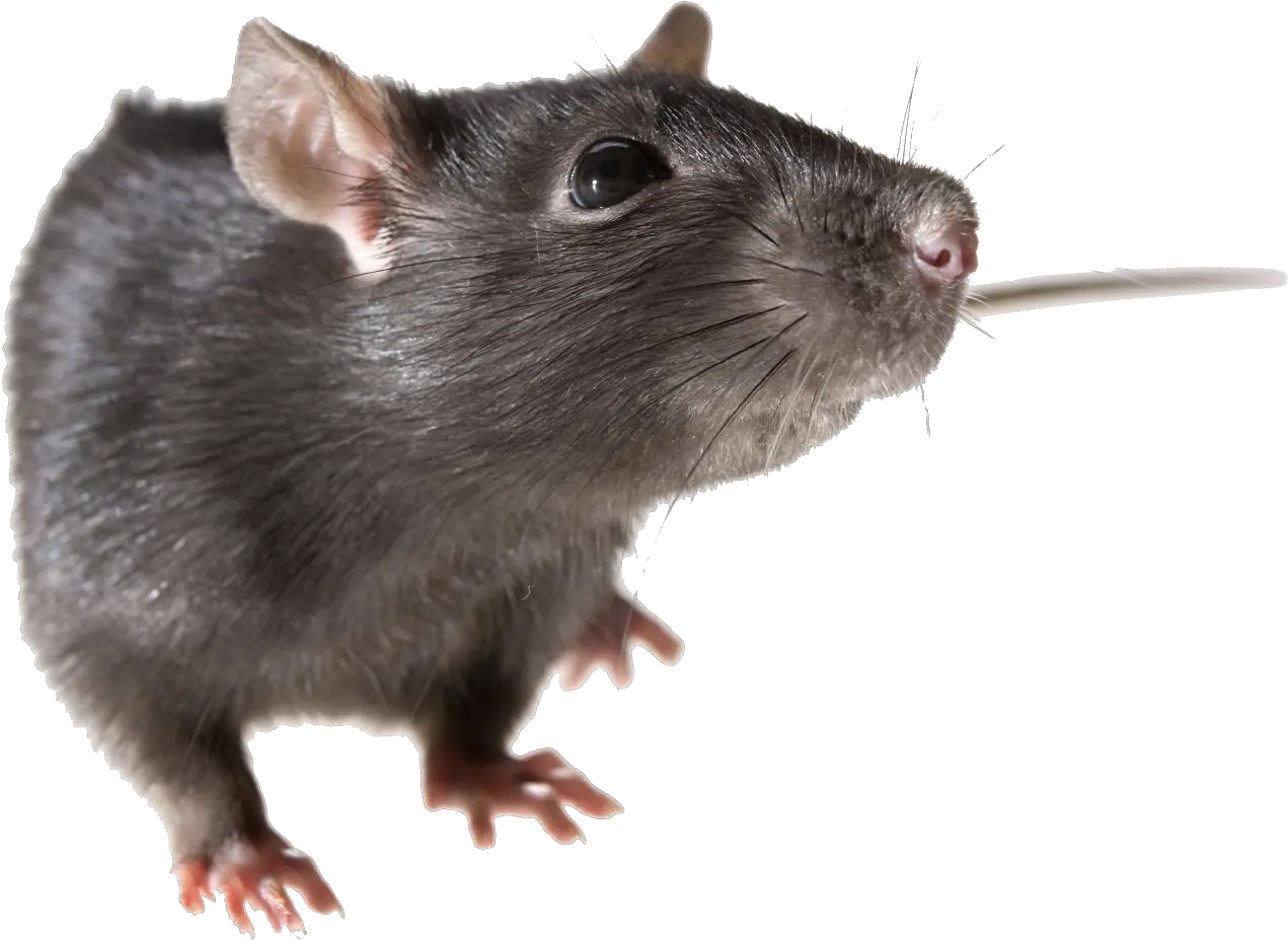 Clipart Rat Transparent Background Rat Transparent Png Rat Transparent Background