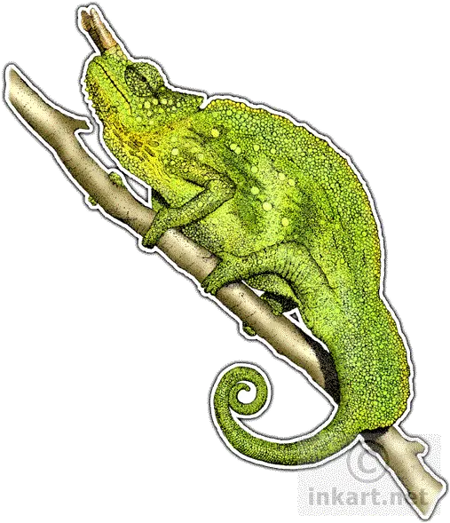 Chameleon Chameleons Mountains Png Chameleon Png