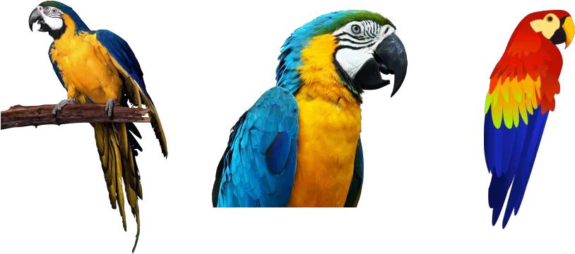 Parrots Photos My Site Transparent Background Parrot Png Parrot Transparent