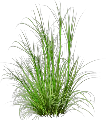 Pin Grass For Photoshop Png Grasses Png