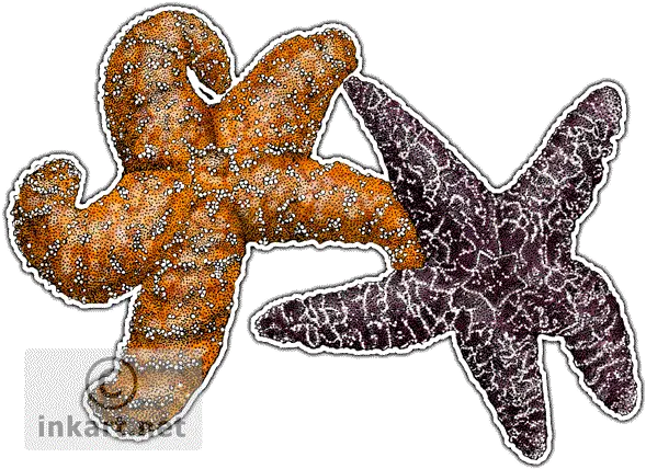 Ochre Sea Star Drawing Png Image Ochre Sea Star Png Sea Star Png