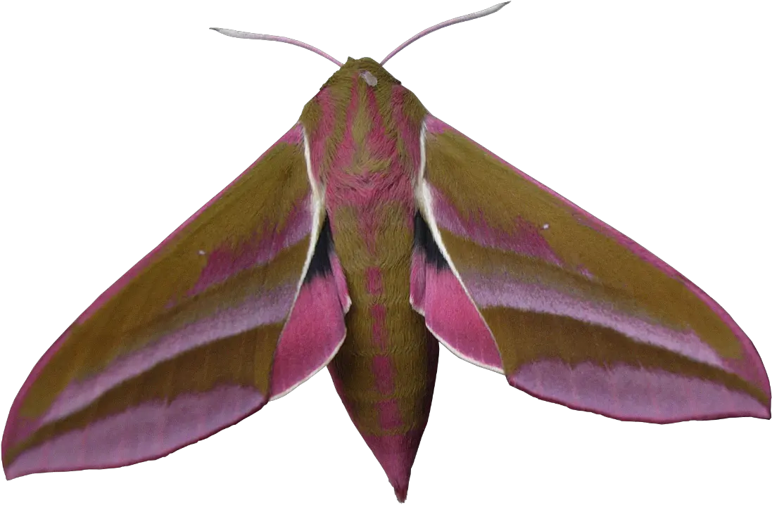 Download Liked Like Share Large Elephant Hawk Moth Png Large Elephant Hawk Moth Moth Transparent Background