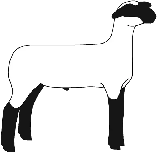 Download Sheep Png Images Transparent Free Show Show Lamb Clip Art Sheep Transparent