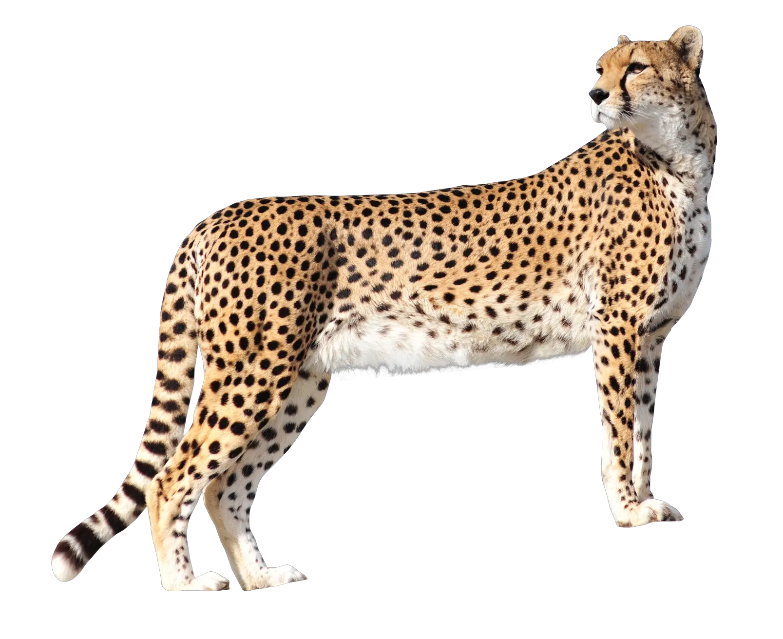 Cheetah Transparent Png Image Free4 Clipart Vectors Psd Cheetah Png Cheetah Print Png