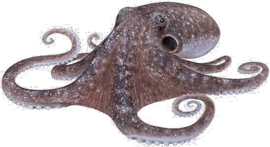 Octopus Png Photos Octopus Species Western Australia Octopus Png