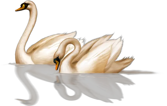 Swan Clipart Png Swan Png Swan Png