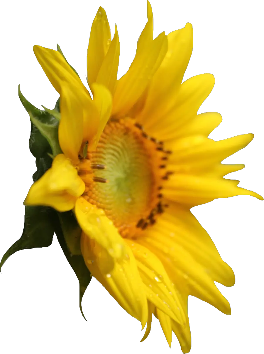 Png Transparent Sunflower