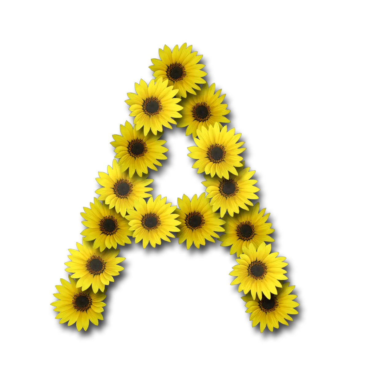 Png Of Sunflower