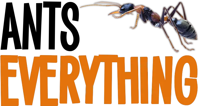 Ants Everything Ants Everything Png Ants Png